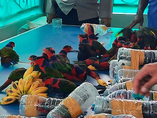 Smuggled parrots stuffed in plastic bottles: Indonesia police