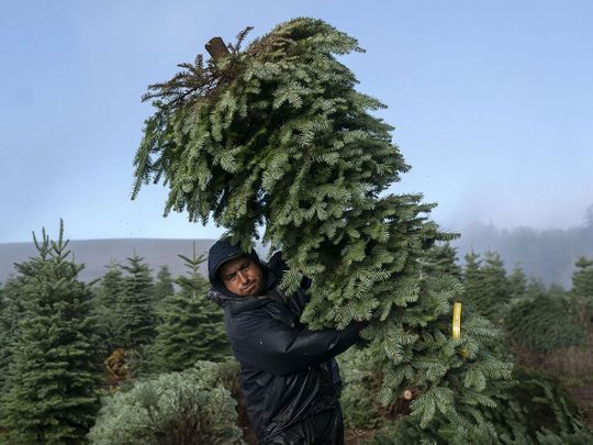 Large Christmas tree farm ready for the holiday season