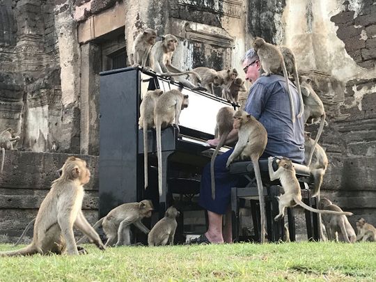 British pianist’s velvety tones soothe Thailand’s hungry monkeys