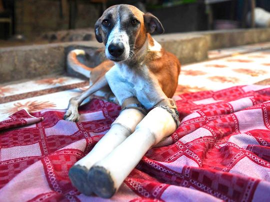 Indian street dog’s Rocky road to recovery ends in Britain