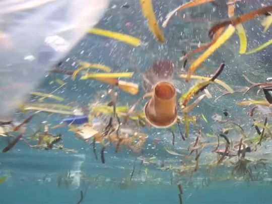 Bags and balloons: NGO documents plastic pollution choking sea life