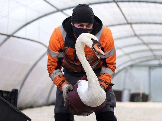 Bruges shelters canal swans from bird flu outbreak