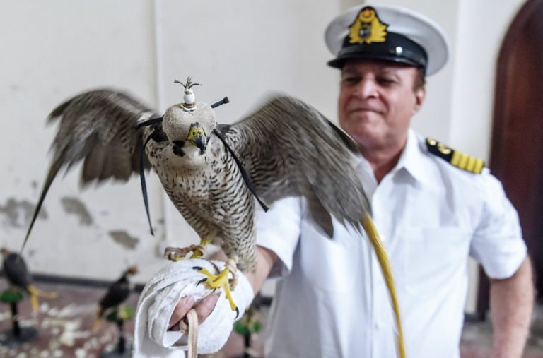Pakistan regulates falconry as Arab hunting forays loom