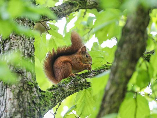 Squirrelly situation: Critter causes South Carolina outages