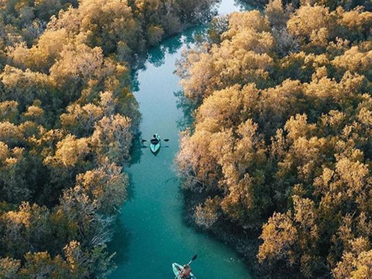 UAE National Day 2020: How Abu Dhabi’s mangrove forests become part of ‘Seeds of the Union’