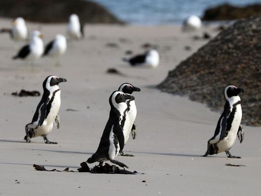 As African penguin population dwindles, researchers plan new colony