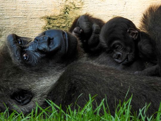 Photos: Week-old gorilla breaks hearts at Spanish zoo