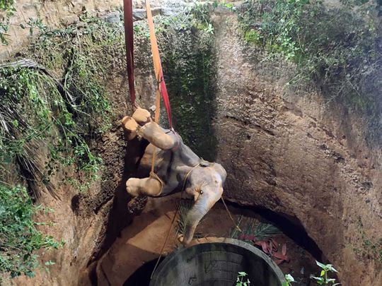 Indian officials rescue elephant that fell down a well