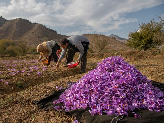 Photos: From a flower in Kashmir comes a precious spice