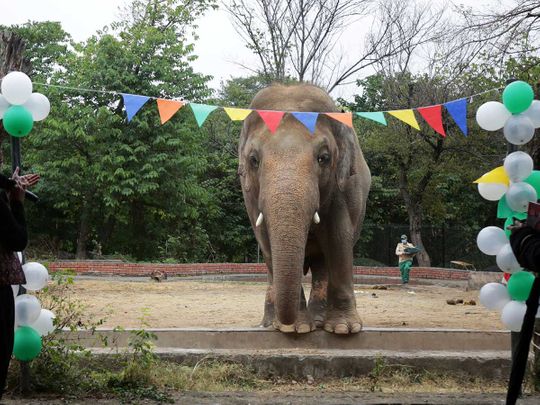 Pakistan children, activists say goodbye to elephant Kaavan