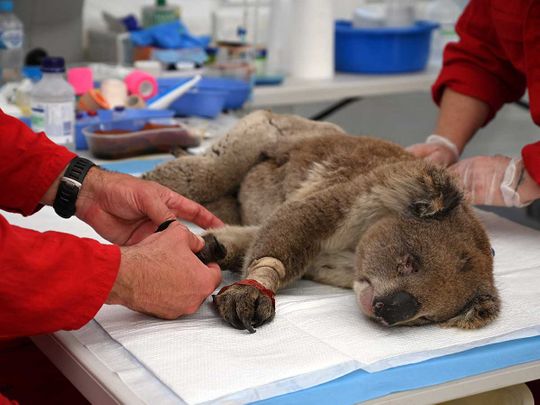 Mobile hospital for injured Australian wildlife hits the road