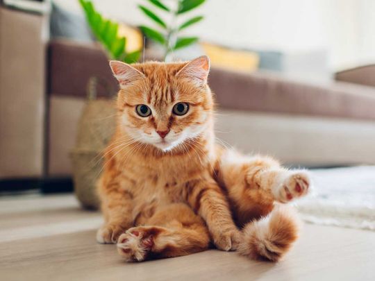A cat is said to be joining the Bidens in the White House