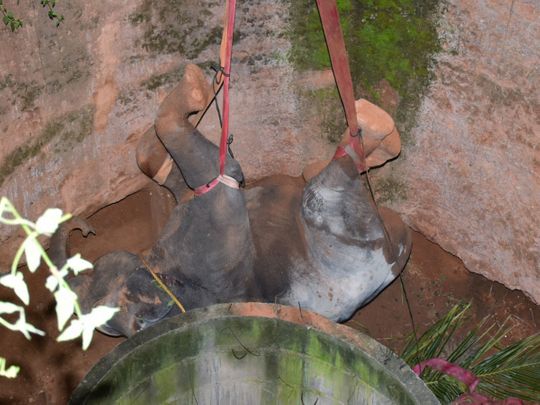 Jumbo task: Elephant hoisted from deep well in India