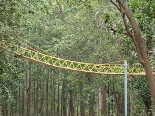 Indi: Uttarakhand has a bridge for reptiles, animals