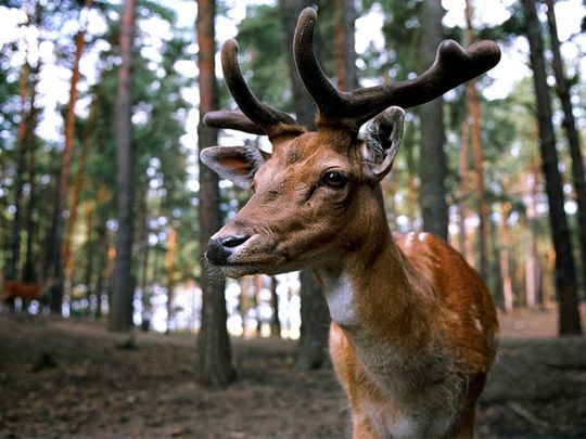 Czech hunter reports rifle-stealing deer to police