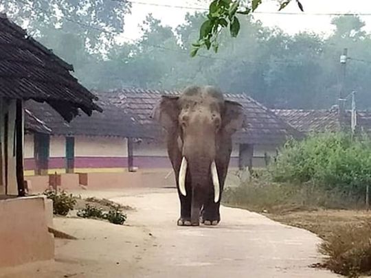 Wild elephants tour Pungoda village in India’s Jharkhand state