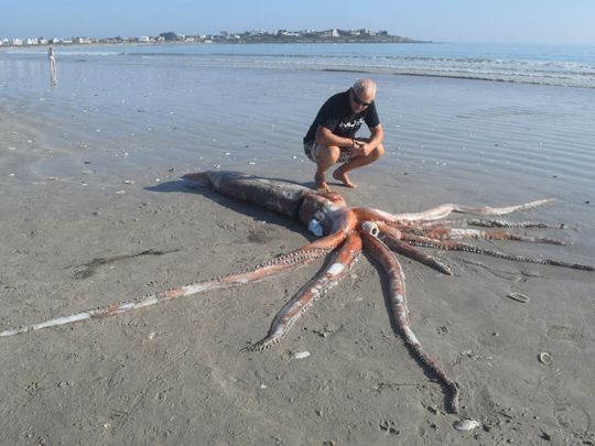 Giant squid that washed ashore in South Africa is a rare glimpse of a deep-sea creature