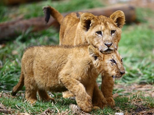 Photos: Newborn lions cubs born in captivity