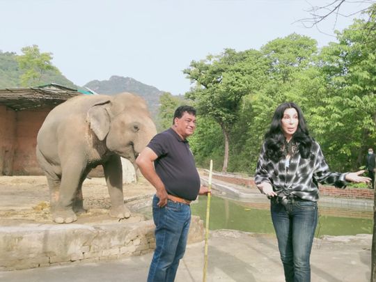 Cher helps rescue Kaavan, world’s ‘loneliest elephant’, from zoo in Pakistan