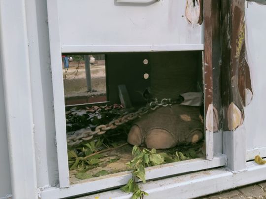 Kaavan the elephant departs for Cambodia, Islamabad residents heartbroken