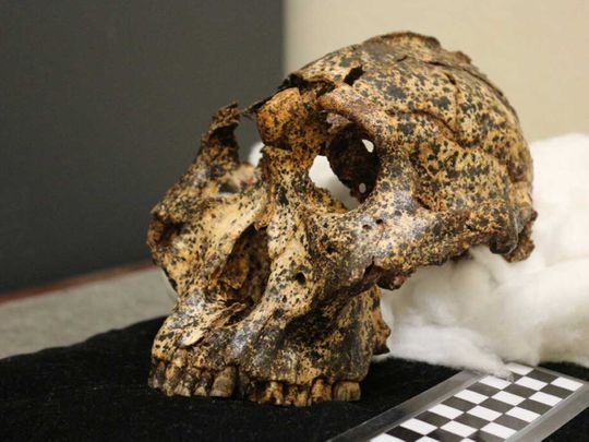 Scientists unearth 2-million-year-old skull of human ancestor ‘cousin’