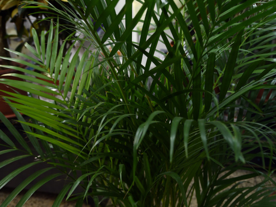 US: Palm tree helps toddler survive 4-storey fall