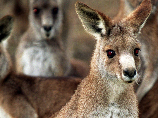 Kangaroos can communicate with humans: Study