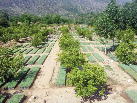 A 10 billion-tree plan is restoring Pakistan’s lost forests
