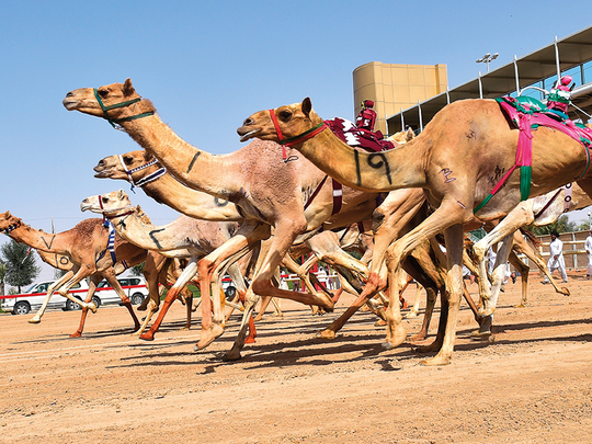 ‘Aflaj’ and camel racing in UAE now included as a Unesco cultural heritage