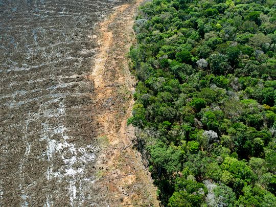 Deforestation in Brazilian Amazon surges to 12-year high
