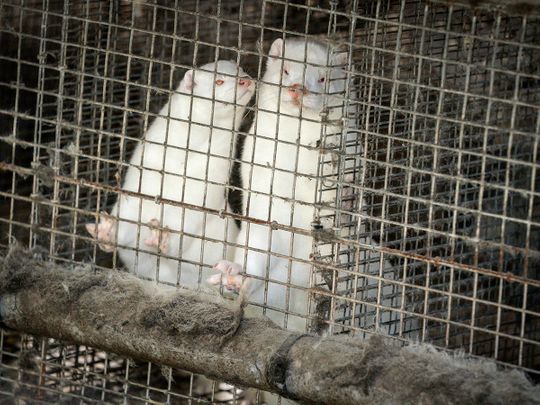 COVID-19: Denmark to dig up millions of dead mink after rushed cull