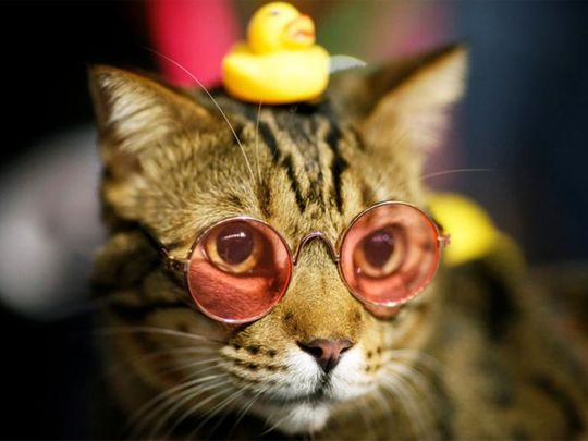 2020 in review: Check out the cat with sunglasses