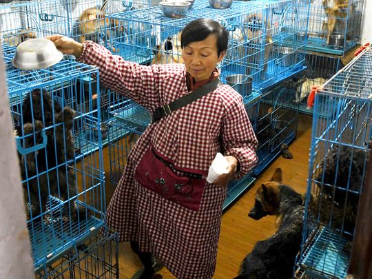 China animal rescuer shares home with 1,300 dogs