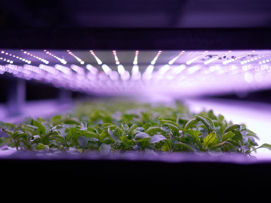 Photos: Giant vertical farm opens in Denmark
