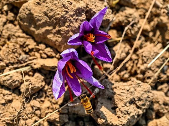 Photos: Climate change ravages Kashmir’s ‘red gold’ saffron crop