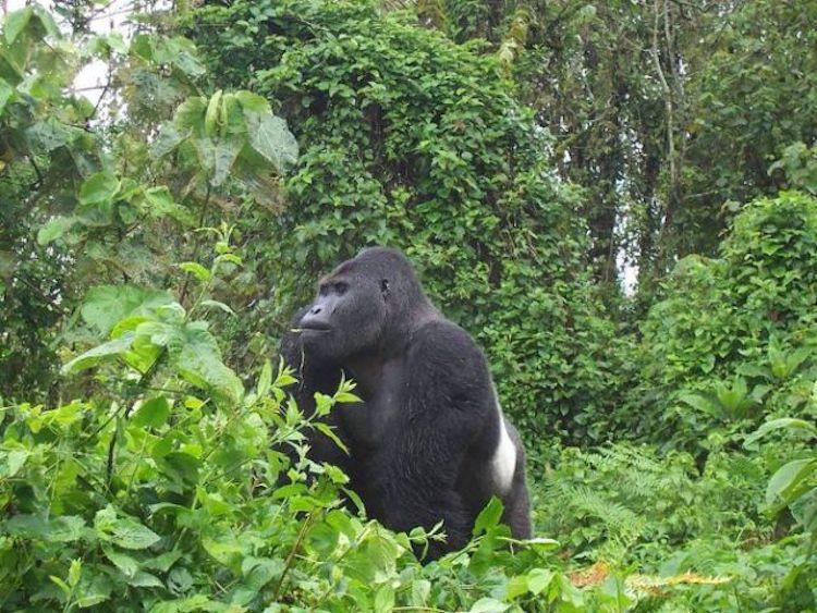 Pygmies, soldier killed in clashes over DR Congo park