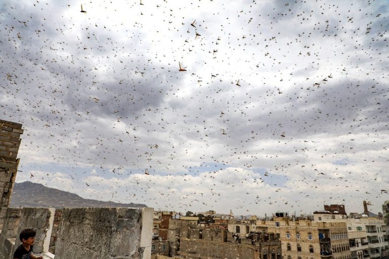 Disaster looms as locusts threaten livelihood of millions in region