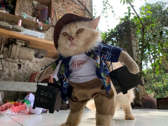 From hijabs to cosplay, Indonesian finds calling in cat fashion makeovers