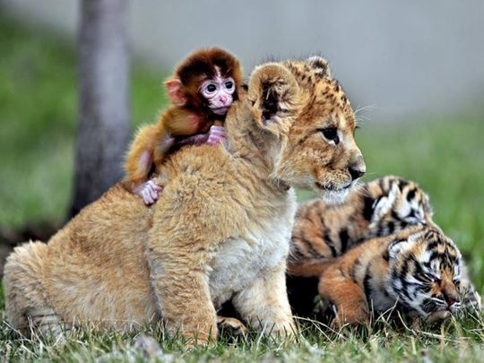 Look: Unusual animal friendships around the world