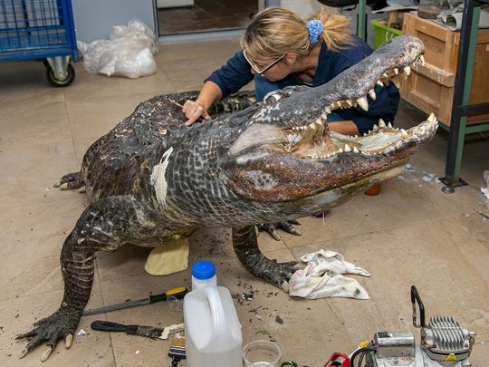 Alligator that survived Berlin WWII bombing on display in Moscow