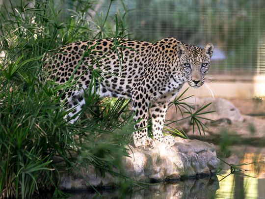 Mohammed bin Salman orders the establishment of a Fund to protect the Arabian Leopard