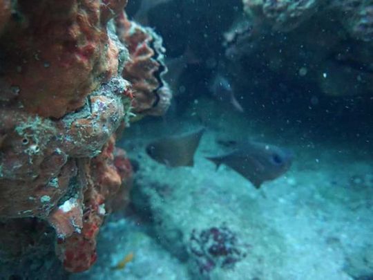 Balochistan government launches inquiry into coral bleaching in Pakistan