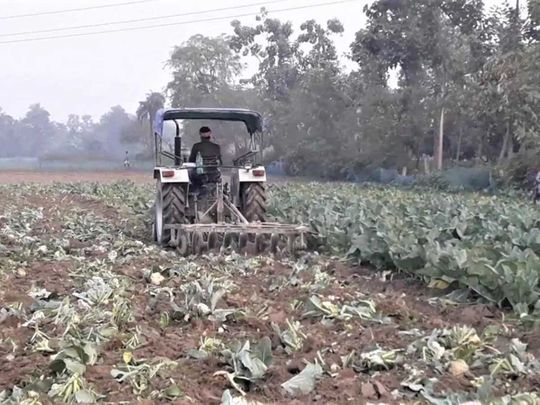 Angry India farmer destroys cauliflower crops over poor prices