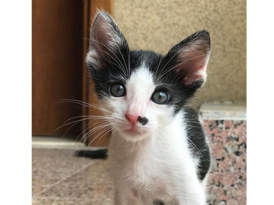 Cats stuck in car hoods in two separate incidents rescued in Sharjah