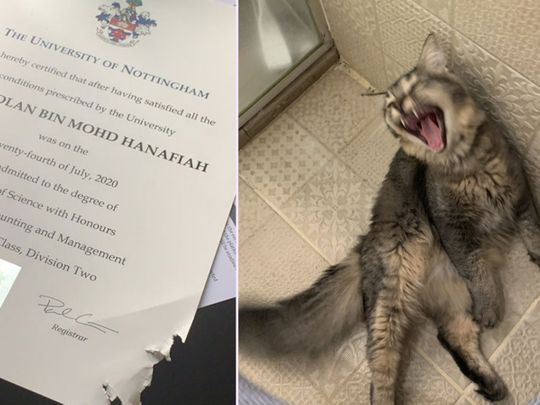 Cat eats Malaysian student’s graduation certificate, photo goes viral on Twitter