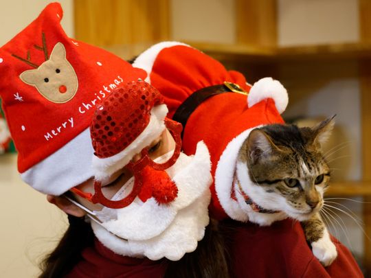In pictures: Rescue cats don Santa suits for purrfect Korean Christmas