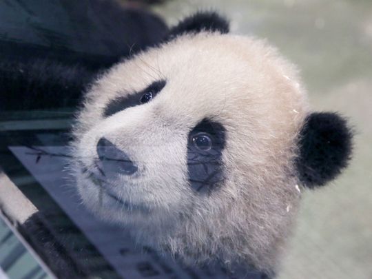 Photos: Second Taiwan-born panda cub makes media debut