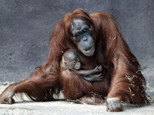 Prague zoo’s month-old Sumatran orangutan finally has a name