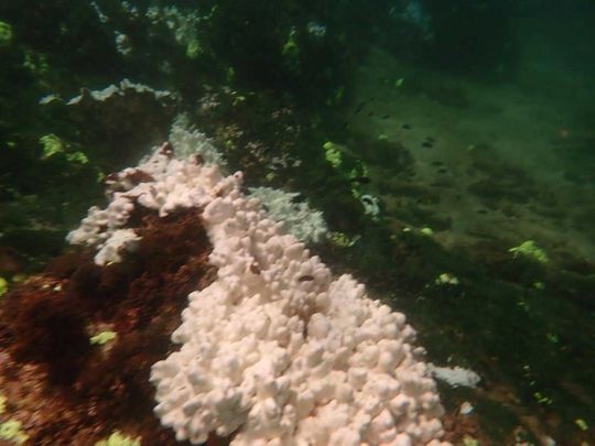 Coral bleaching reported for first time in Pakistan