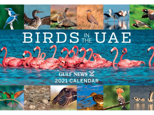 Brilliant ‘Birds in the UAE’ revealed in all their glory